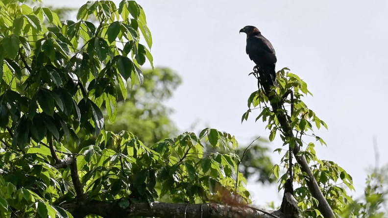 Hook-billed Kite (Chondrohierax uncinatus), Cerro Blanco Forest Reserve, Guayaquil, Guayas, Ecuador